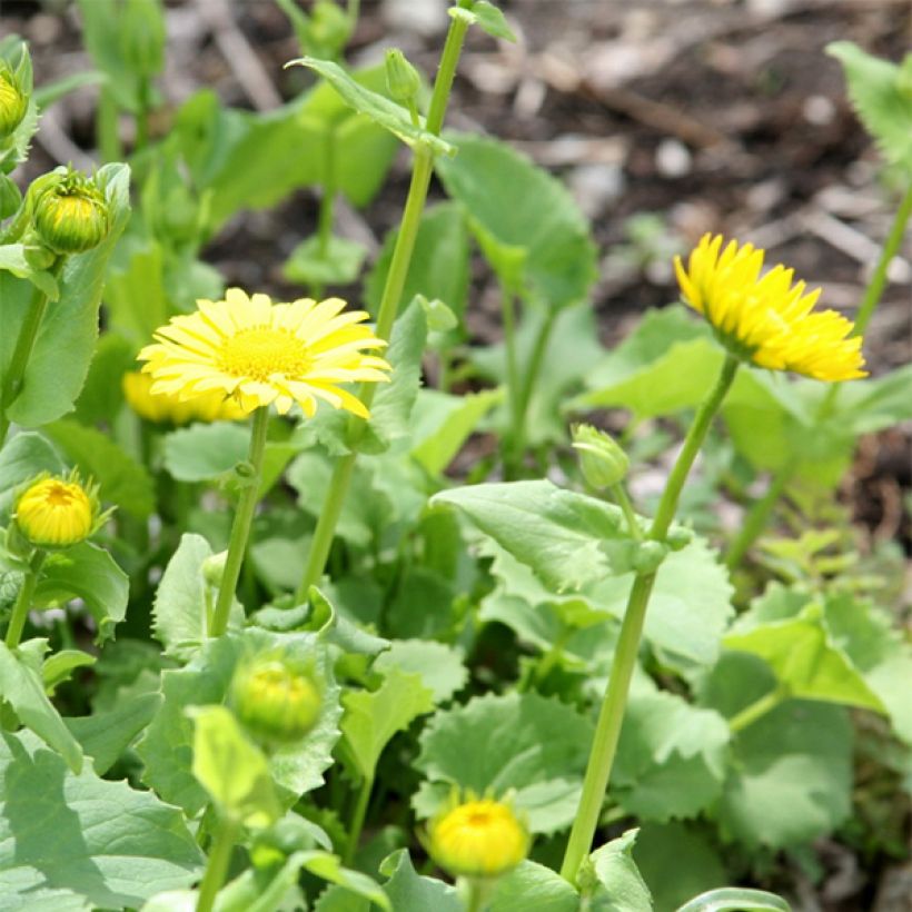 Doronicum orientale Little Leo - Doronico orientale (Fioritura)