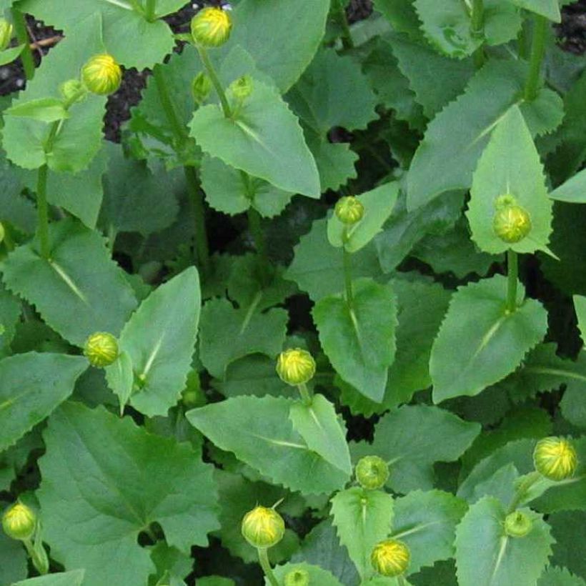 Doronicum pardalianches - Doronico medicinale (Fogliame)