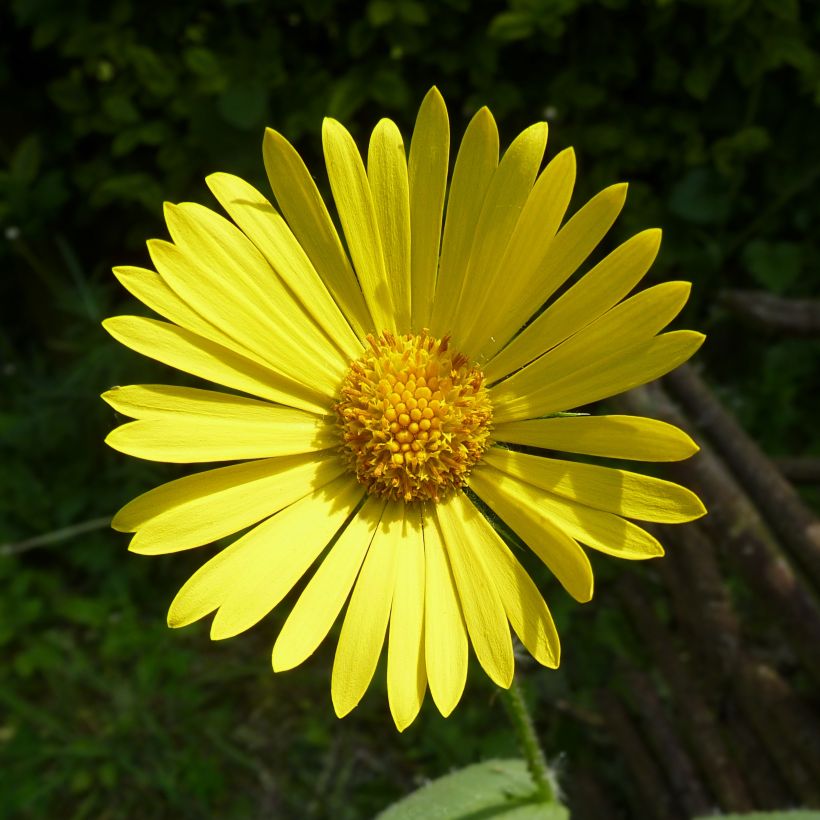 Doronicum pardalianches - Doronico medicinale (Fioritura)