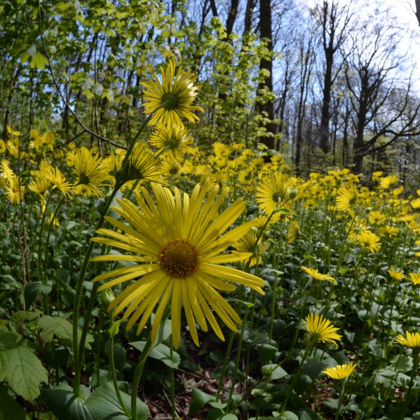 Doronicum pardalianches - Doronico medicinale (Porto)