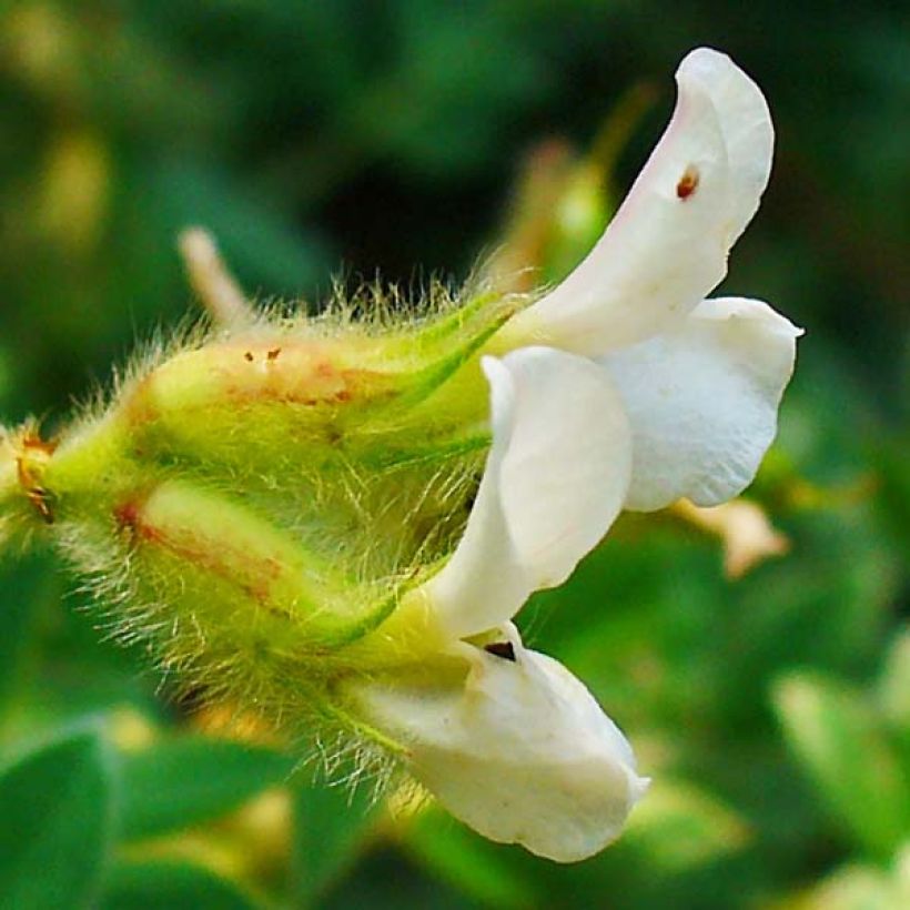 Dorycnium hirsutum - Trifoglino irsuto (Fioritura)