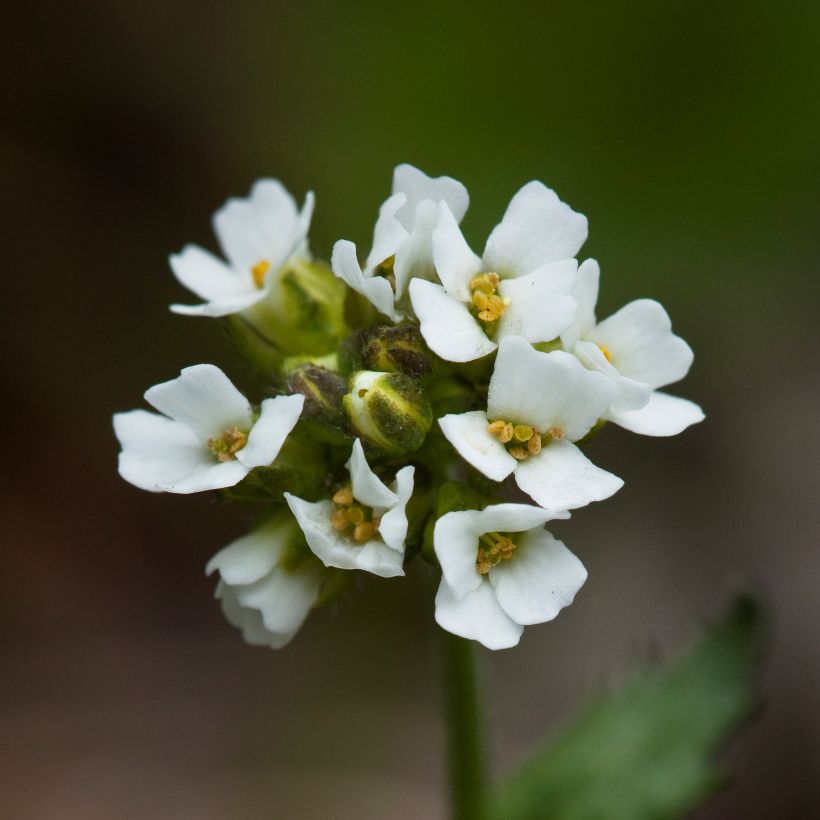 Draba sakurai (Fioritura)