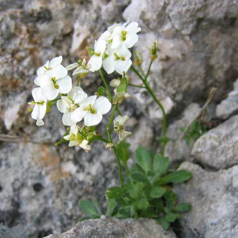 Draba sakurai (Porto)