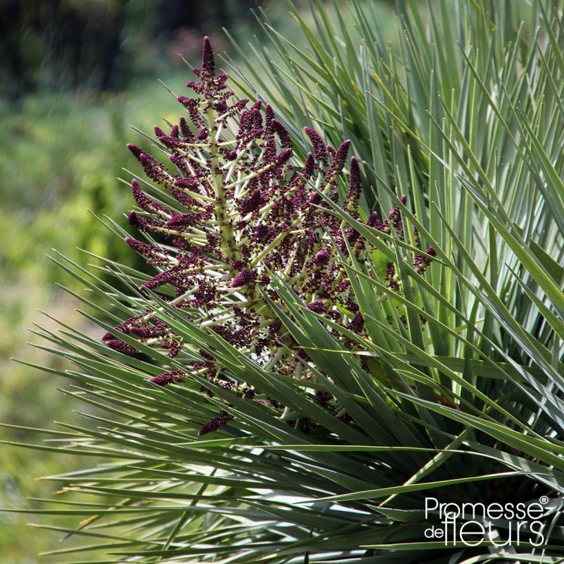 Dracaena draco - Albero del drago (Fioritura)