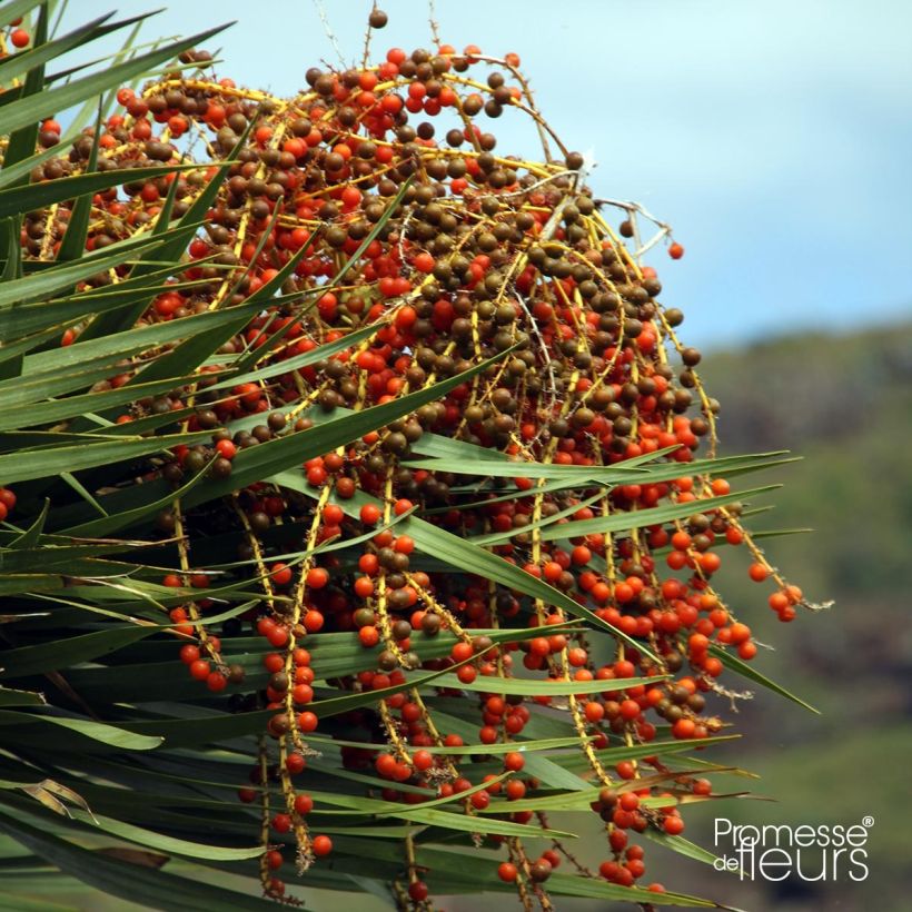 Dracaena draco - Albero del drago (Raccolta)