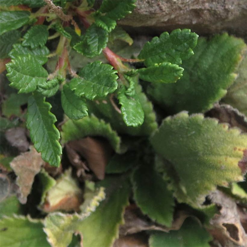 Dryas suendermannii (Fogliame)