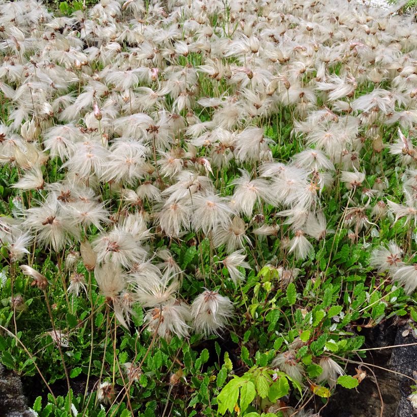 Dryas suendermannii (Porto)