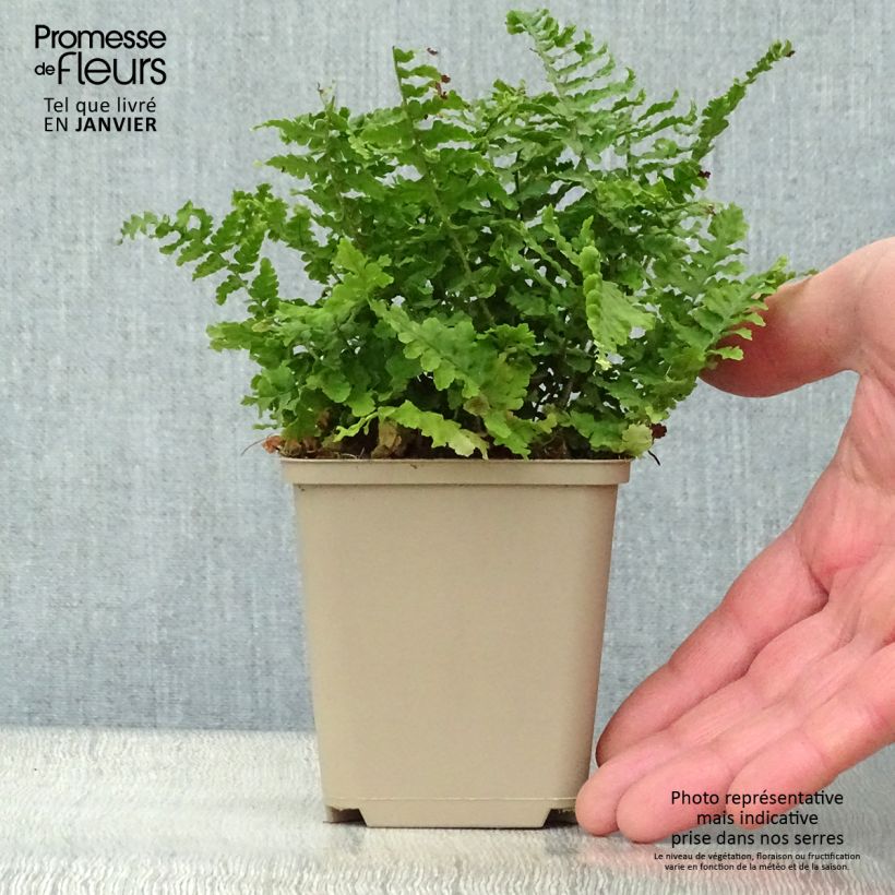 Dryopteris affinis Crispa - Fausse Fougère mâle naine Godet de 9cm esemplare consegnato in inverno