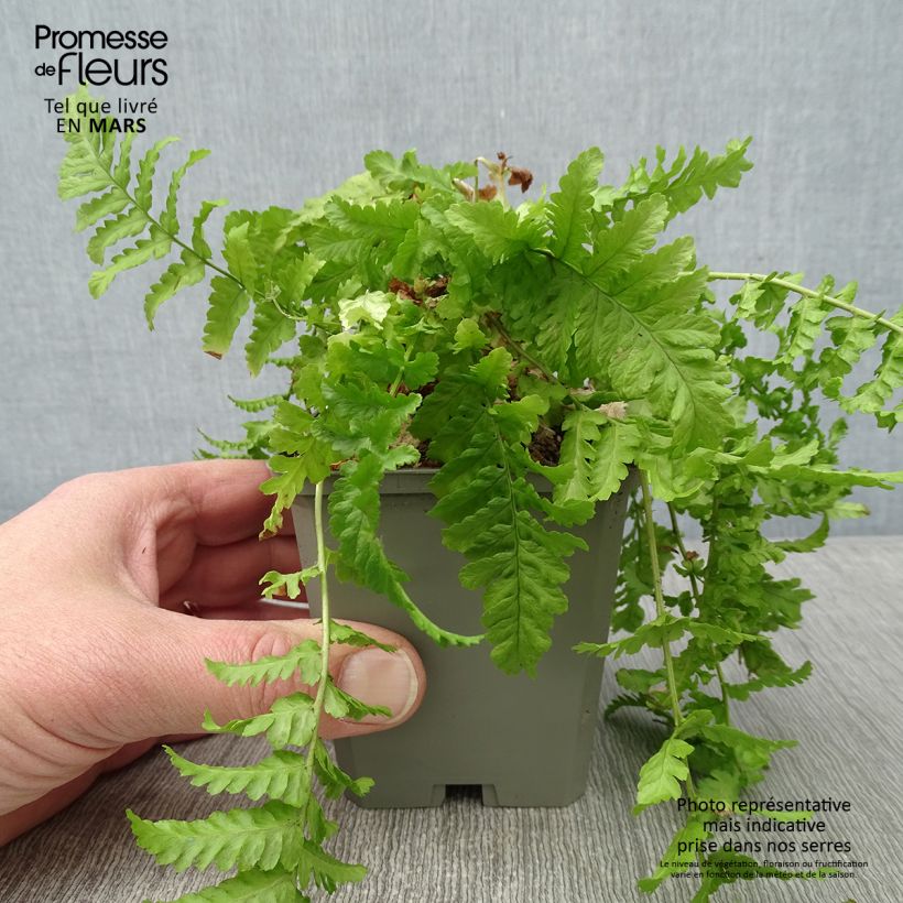 Dryopteris affinis Cristata - Fausse Fougère mâle Godet de 9cm esemplare consegnato in inverno