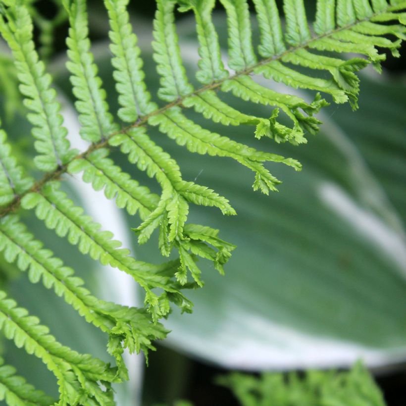 Dryopteris affinis Cristata (Fogliame)