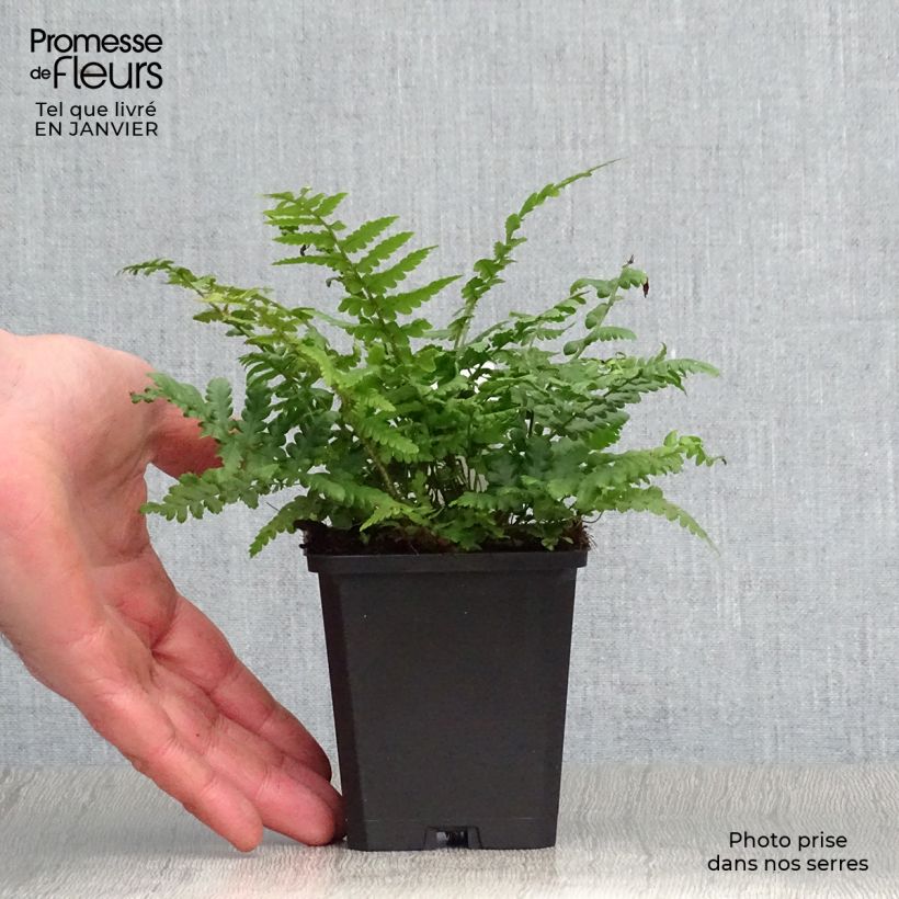 Dryopteris affinis - Fougère Godet de 9cm esemplare consegnato in inverno