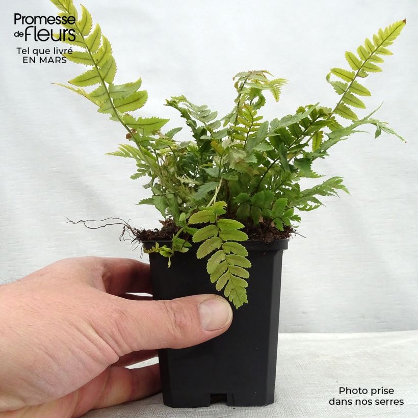 Dryopteris atrata ou cycadina - Fougère Godet de 9cm esemplare consegnato in inverno