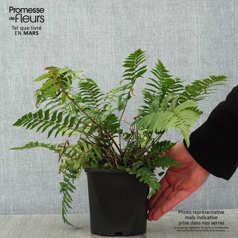 Dryopteris atrata ou cycadina - Fougère Pot de 2L/3L esemplare consegnato in inverno