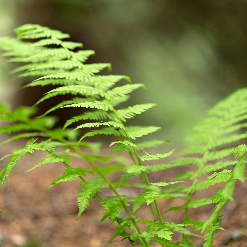 Dryopteris carthusiana - Felce certosina (Fogliame)