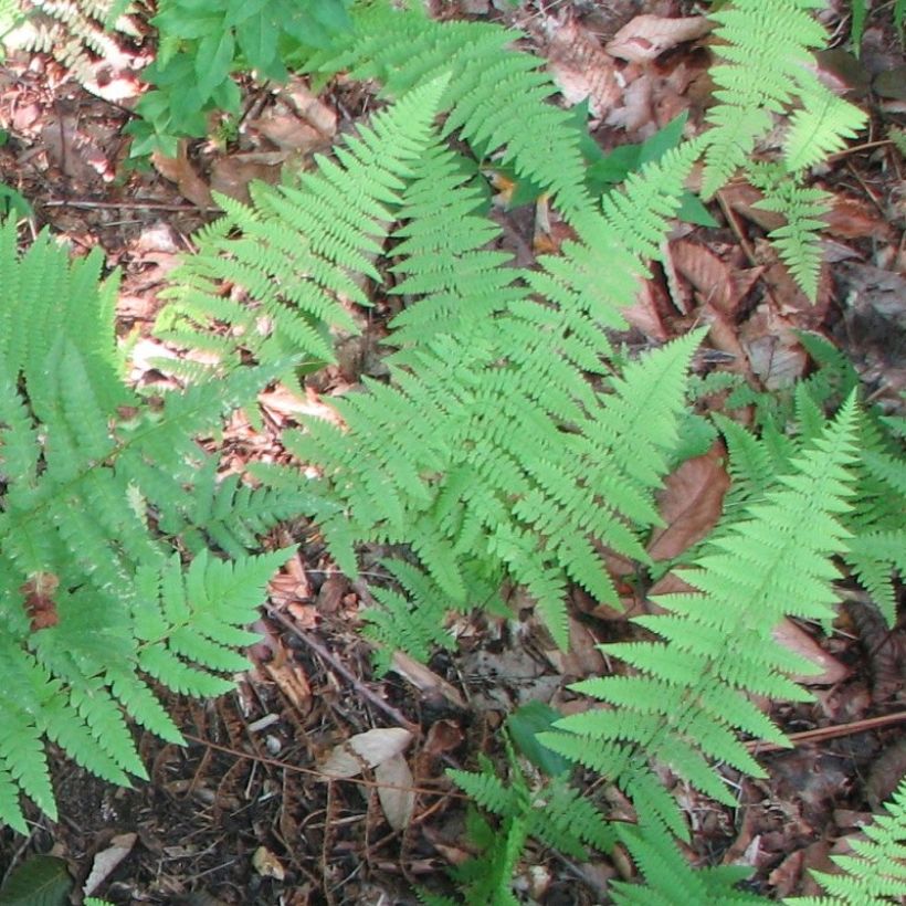 Dryopteris clintoniana (Fogliame)