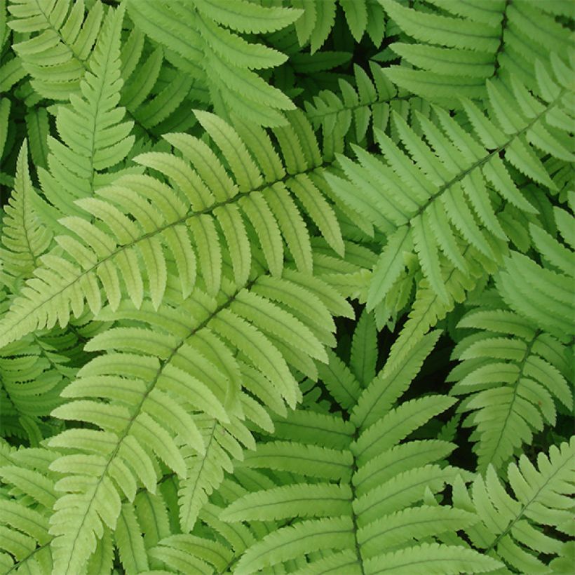 Dryopteris cycadina (Fogliame)