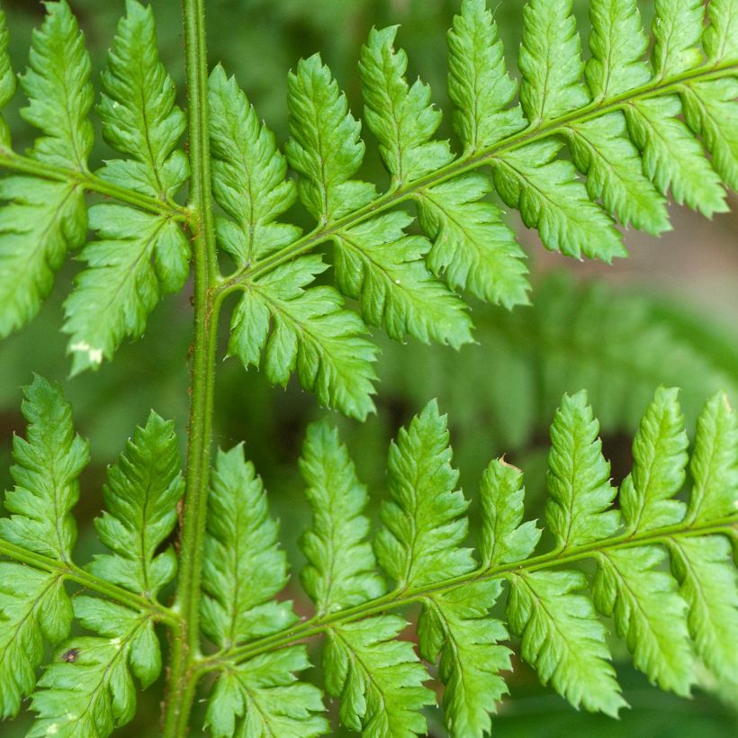 Dryopteris dilatata - Felce dilatata (Fogliame)