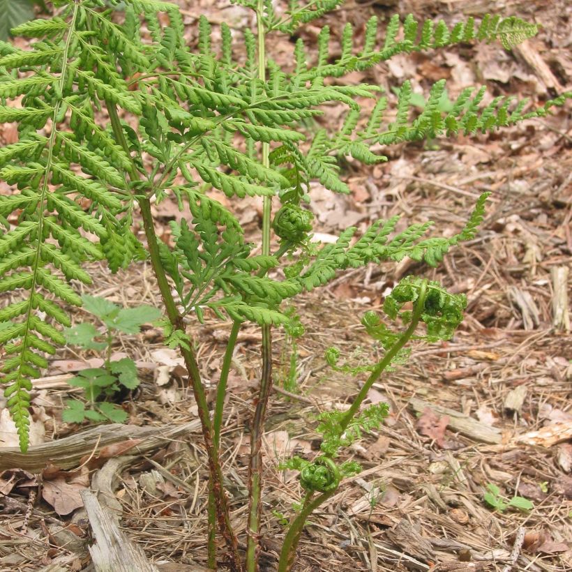 Dryopteris dilatata - Felce dilatata (Porto)