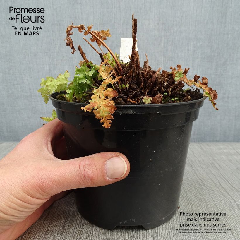 Dryopteris dilatata Crispa Whiteside - Fougère Pot de 2L/3L esemplare consegnato in inverno