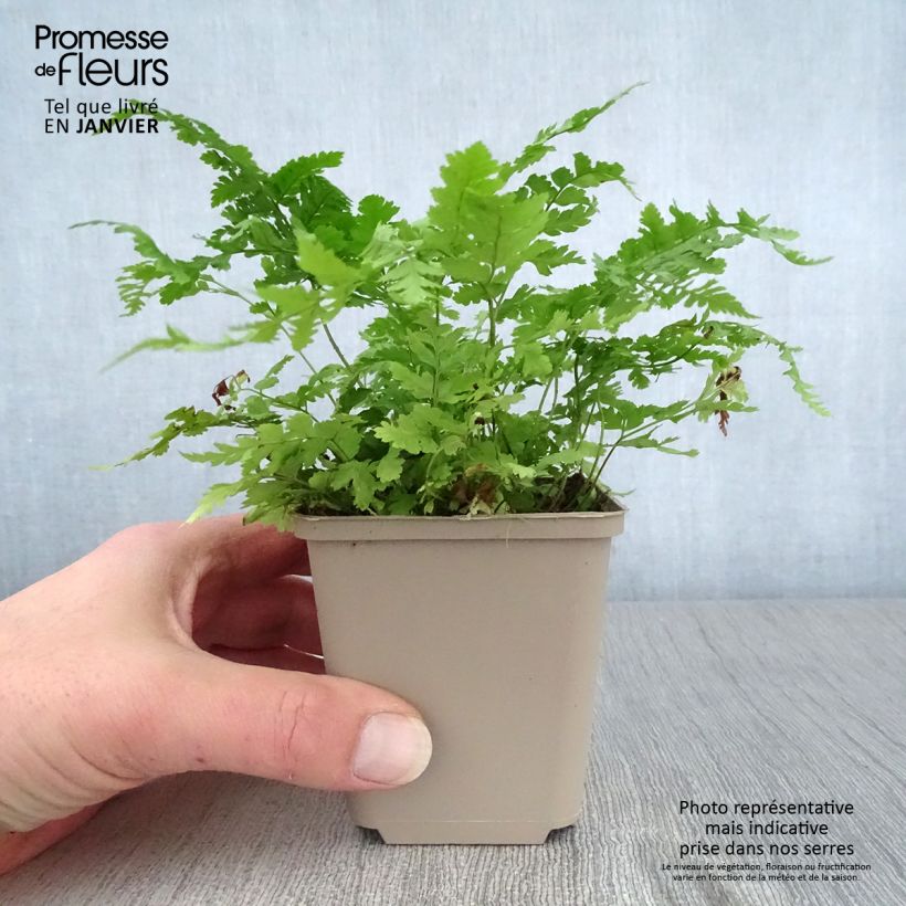 Dryopteris dilatata - Fougère dilatée Godet de 9cm esemplare consegnato in inverno