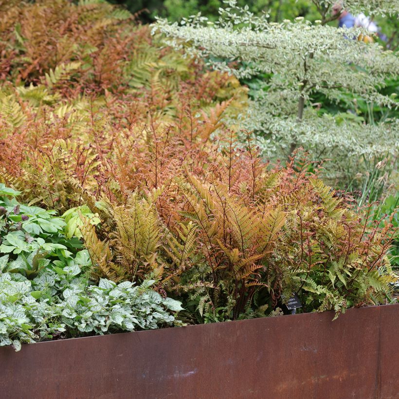 Dryopteris erythrosora (Porto)