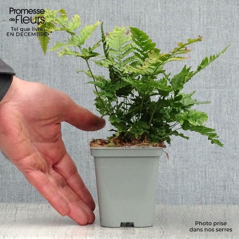 Dryopteris erythrosora - Fougère rose cuivré en godet de 9 cm esemplare consegnato in inverno