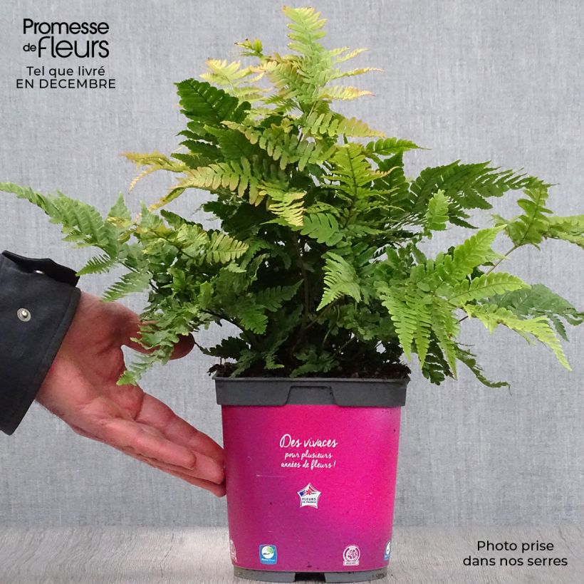 Dryopteris erythrosora - Fougère rose cuivré en pot de 2/3 litres esemplare consegnato in inverno