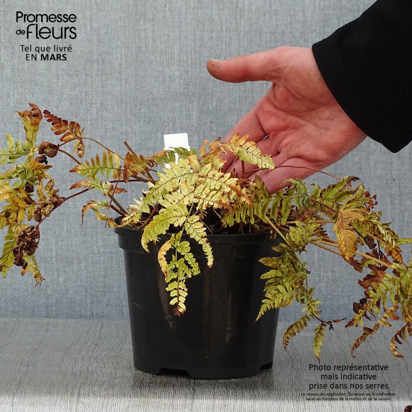 Dryopteris erythrosora Prolifica - Fougère à sores rouges - Pot de 2L/3L esemplare consegnato in inverno