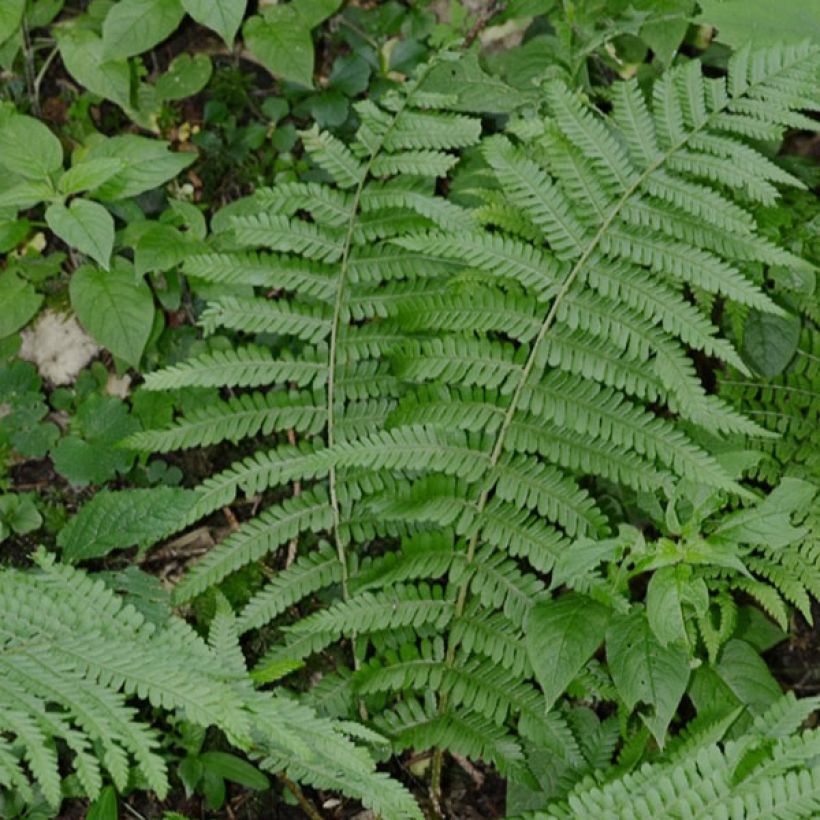 Dryopteris filix-mas - Felce maschio (Porto)