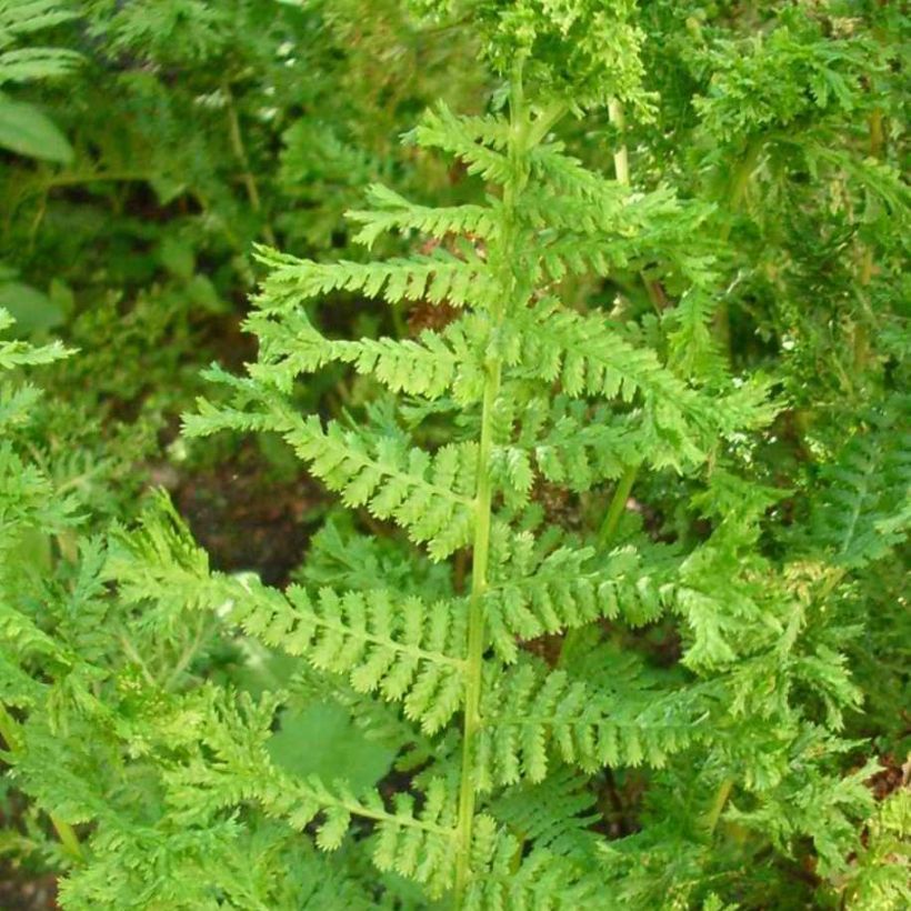 Dryopteris filix-mas Crispa Cristata - Felce maschio (Fogliame)