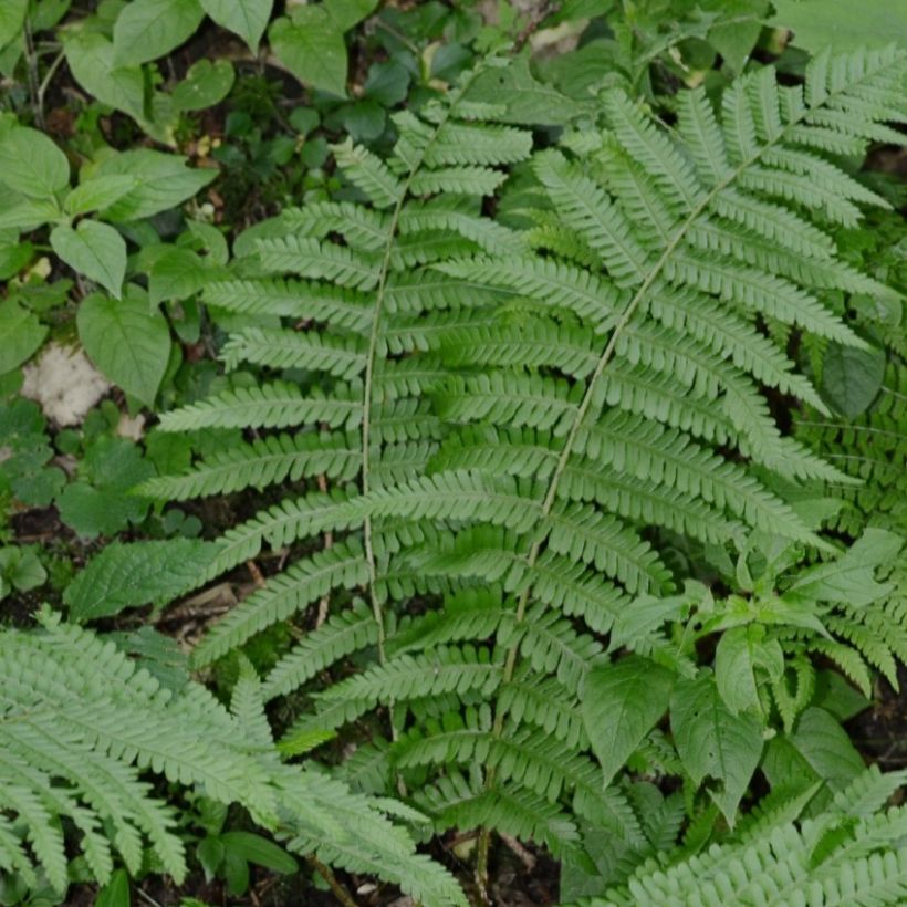 Dryopteris filix-mas Crispa Cristata - Felce maschio (Porto)