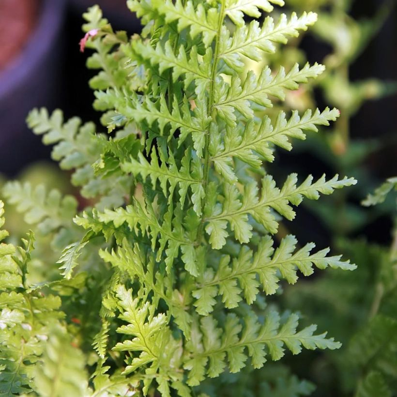 Dryopteris filix-mas Barnesii - Felce maschio (Fogliame)