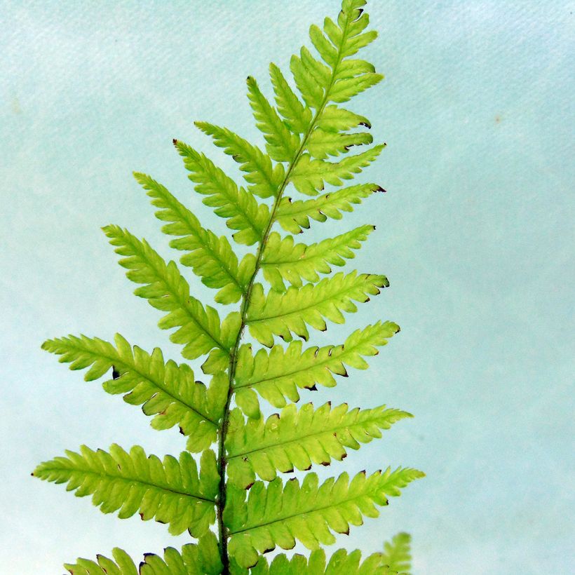 Dryopteris filix-mas - Felce maschio (Fogliame)