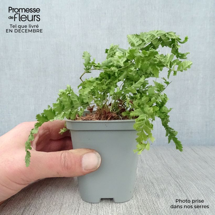 Dryopteris filix-mas - Fougère mâle Godet de 9cm esemplare consegnato in inverno