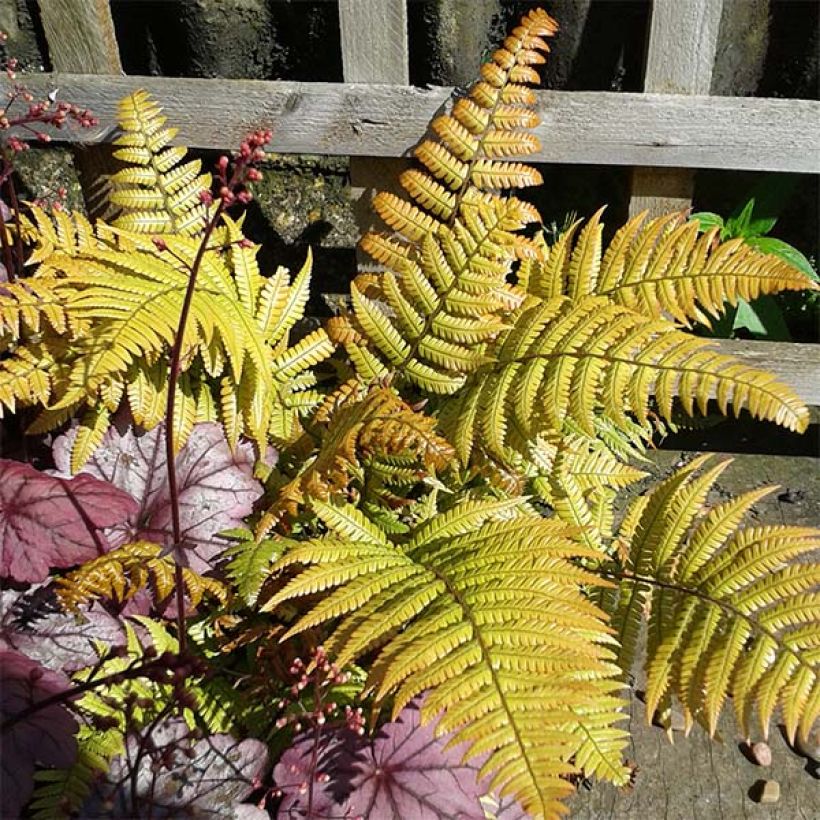 Dryopteris lepidopoda (Fogliame)