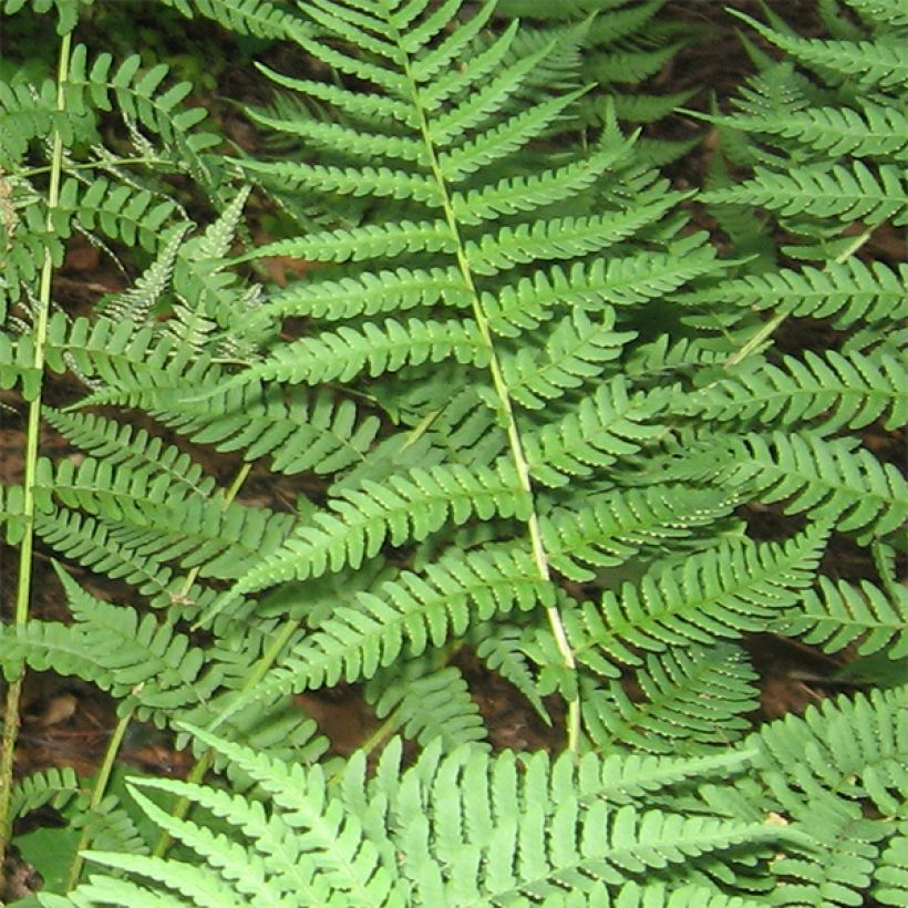 Dryopteris marginalis (Fogliame)