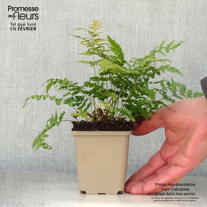 Dryopteris marginalis - Fougère Godet de 9cm esemplare consegnato in inverno