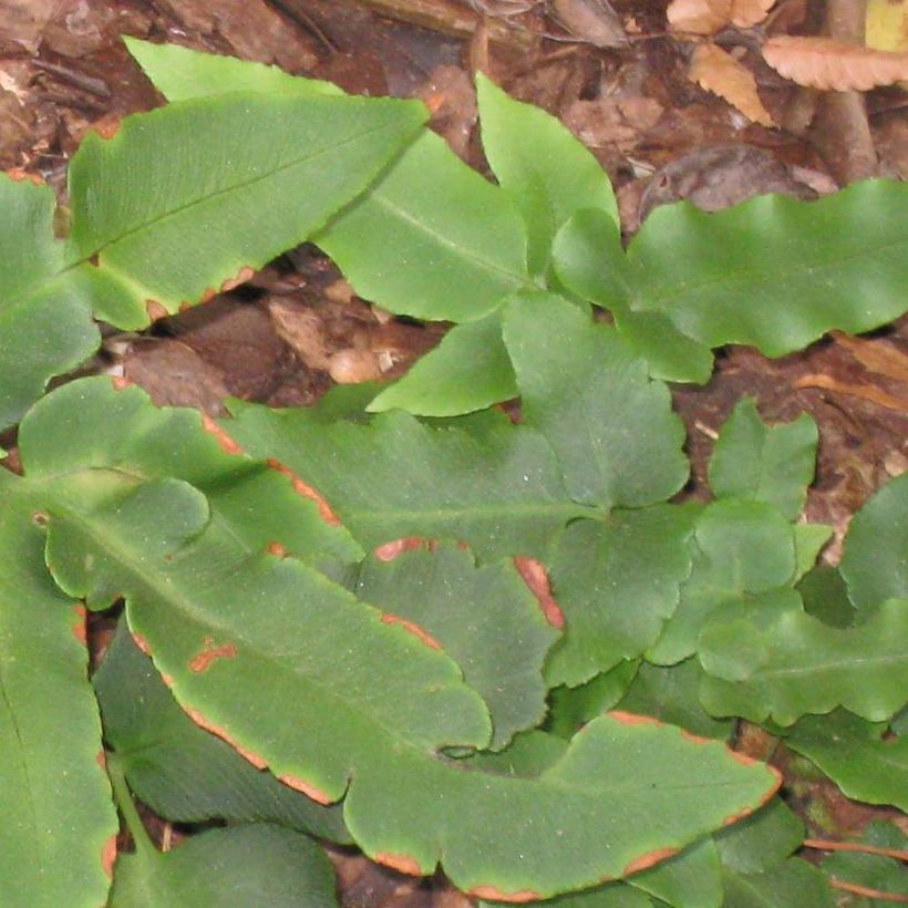 Dryopteris sieboldii (Fogliame)