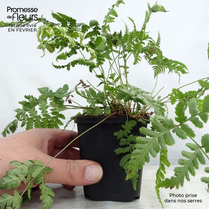 Dryopteris stewartii - Fougère Godet de 8/9 cm esemplare consegnato in inverno