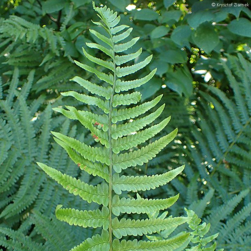 Dryopteris tokyoensis (Fogliame)