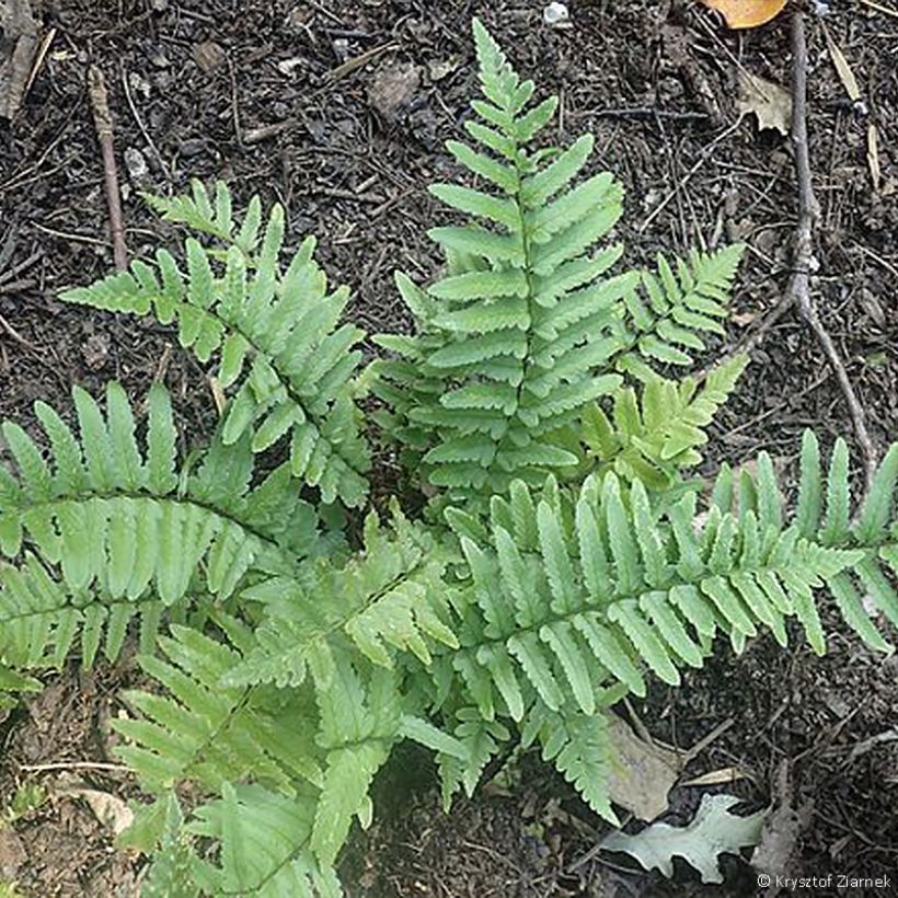 Dryopteris tokyoensis (Porto)