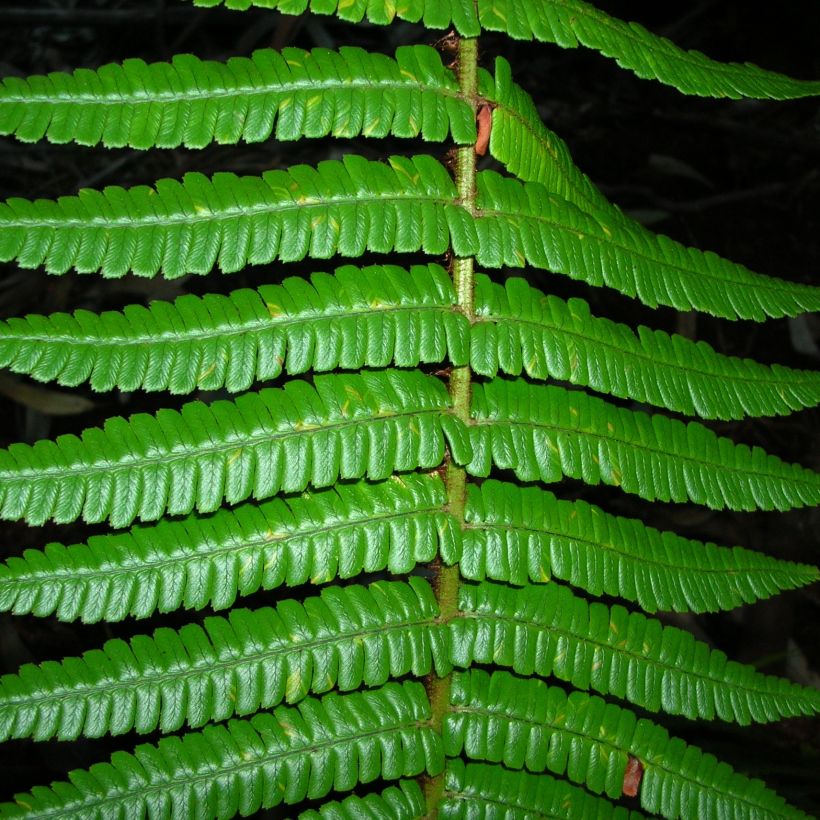 Dryopteris wallichiana (Fogliame)