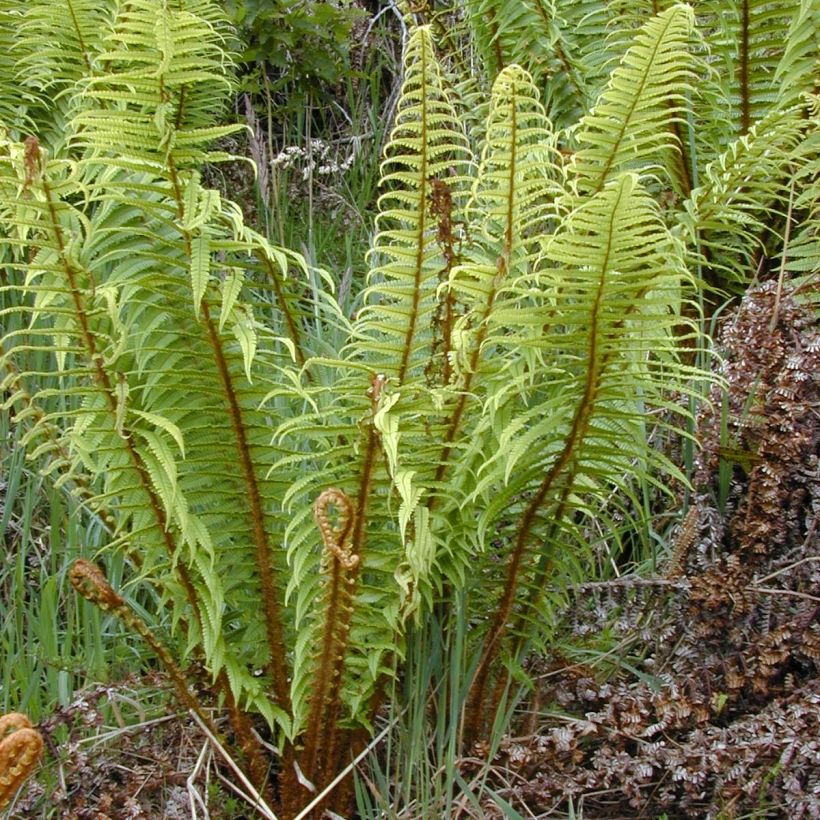 Dryopteris wallichiana (Porto)