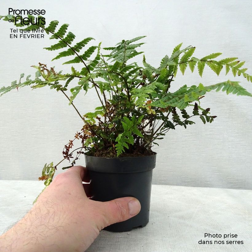 Dryopteris wallichiana - Fougère Godet de 9cm esemplare consegnato in inverno