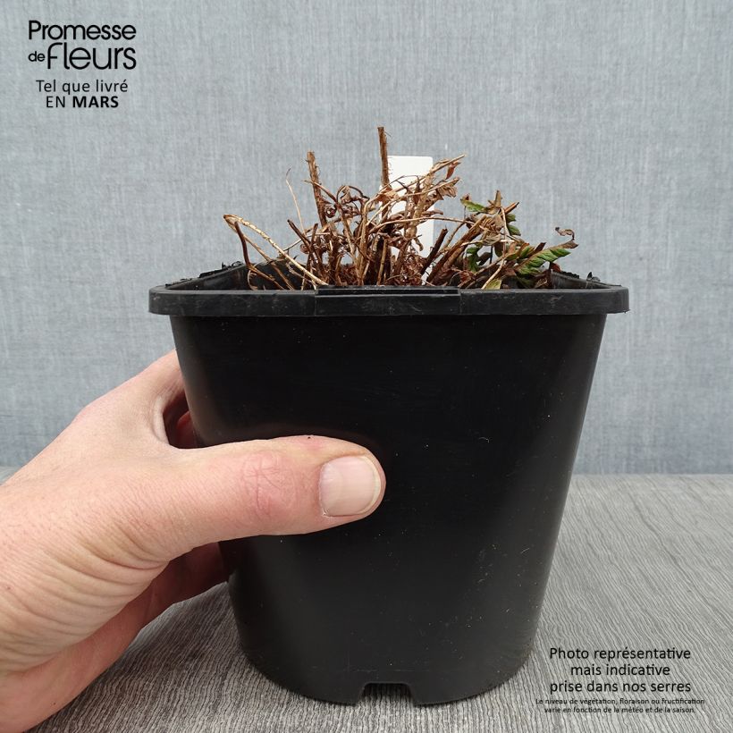 Dryopteris wallichiana - Fougère Pot de 2L/3L esemplare consegnato in inverno