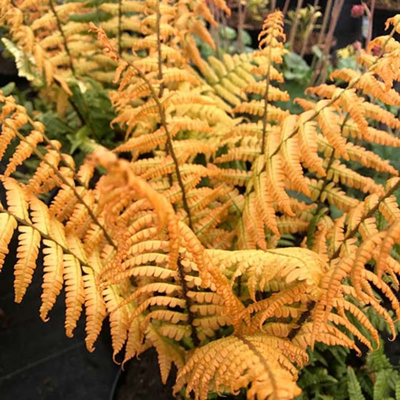 Dryopteris wallichiana Jurassic Gold (Fogliame)