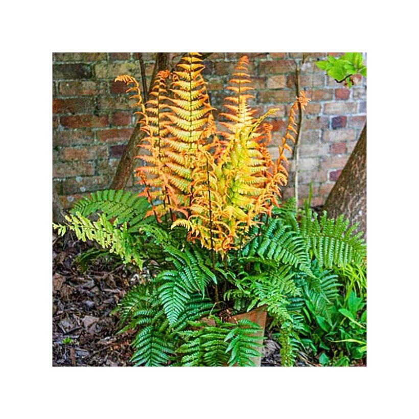 Dryopteris wallichiana Jurassic Gold (Porto)