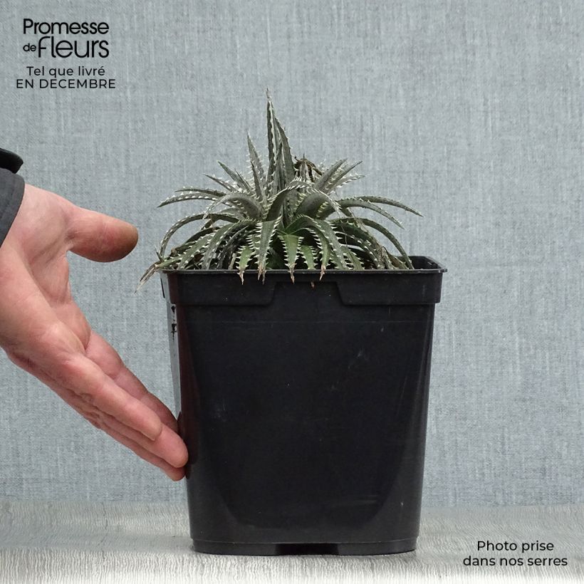 Dyckia Brittle Star - Broméliacée Pot de 3L/4L esemplare consegnato in inverno