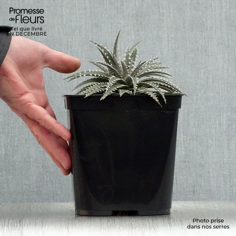 Dyckia Grand Marnier Pot de 3L esemplare consegnato in inverno