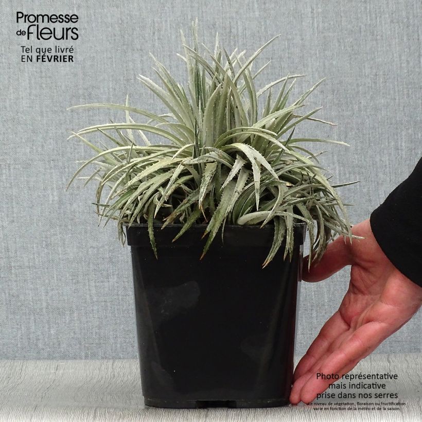 Dyckia Pale Rider - Broméliacée Pot de 2L/3L esemplare consegnato in inverno